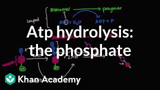 Celebrity ATP hydrolysis: Transfer of a phosphate group | Biomolecules | MCAT | Khan Academy Wealth