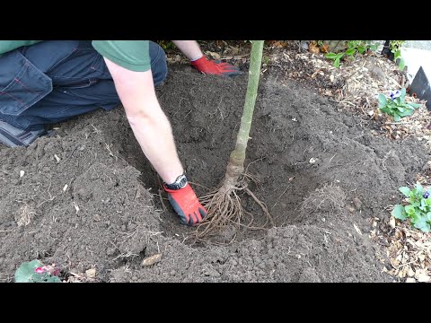 Video: Ta hand om laburumträd - Lär dig hur man odlar ett laburumguldkedjaträd