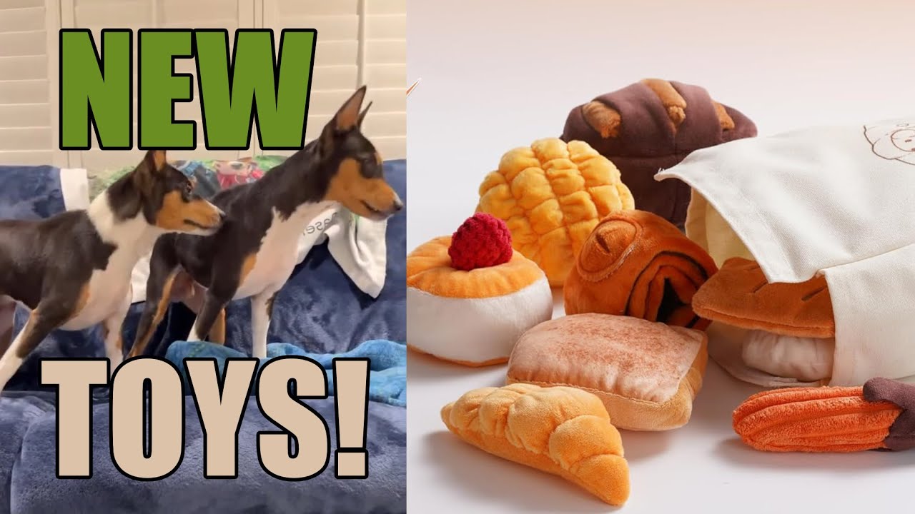 Basenjis Get Bread! | New Toys From Nocciola - YouTube