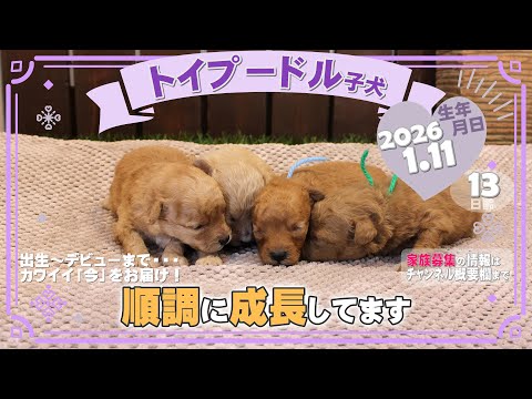 トイプードル子犬｜2026.1.11生（13日齢）｜オレンジ・ペールフォーン