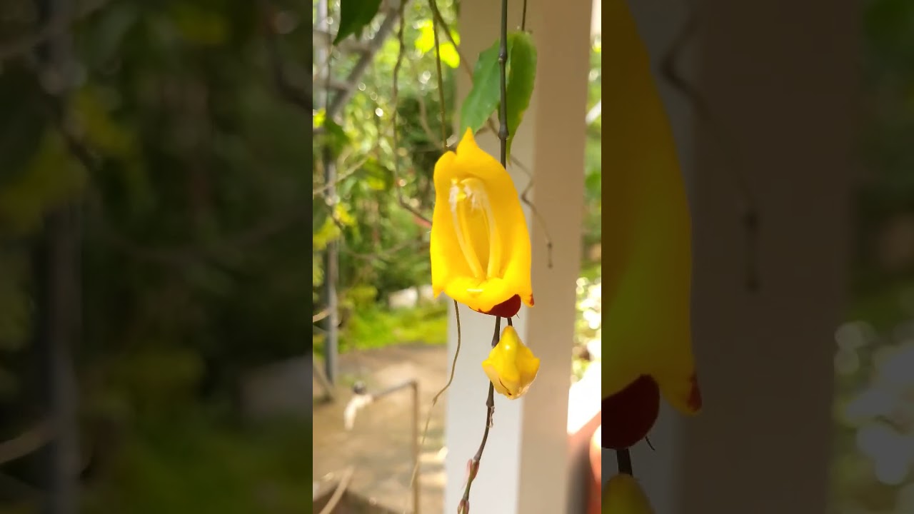 Cheers to the elegance of Indian clock vine blooms  