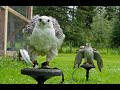 Let's get back to the BASICS of FALCONRY! Part 1