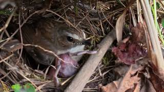 3 Fails! Cuckoo Can’t Push Chicks Out—Guardrail Works杜鹃鸟3次想把小鸟推出鸟窝，小鸟都逃过一劫，护栏起作用了