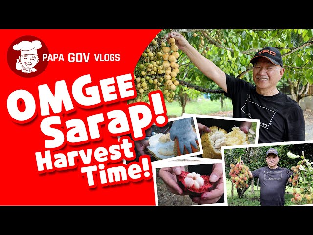 Harvesting lanzones, mangosteen, durian, and rambutan class=