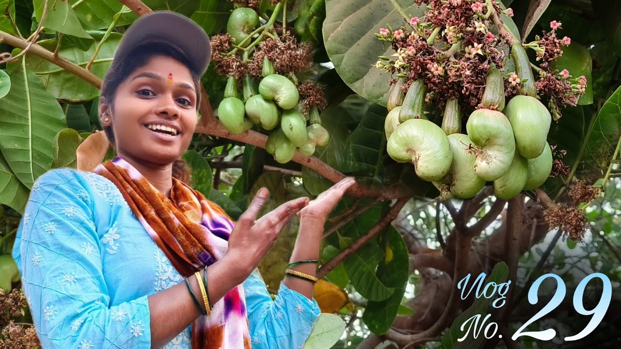 माझा '२९वा' व्लॉग..😊 | आमची काजूची बाग..😍 | माझं पहिलं 🟡हळदी-कुंकू🔴 | Rohi's Village Lifestyle