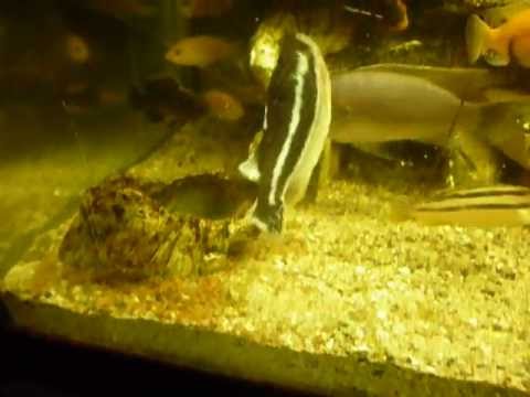 Melanochromis auratus movimento anomalo