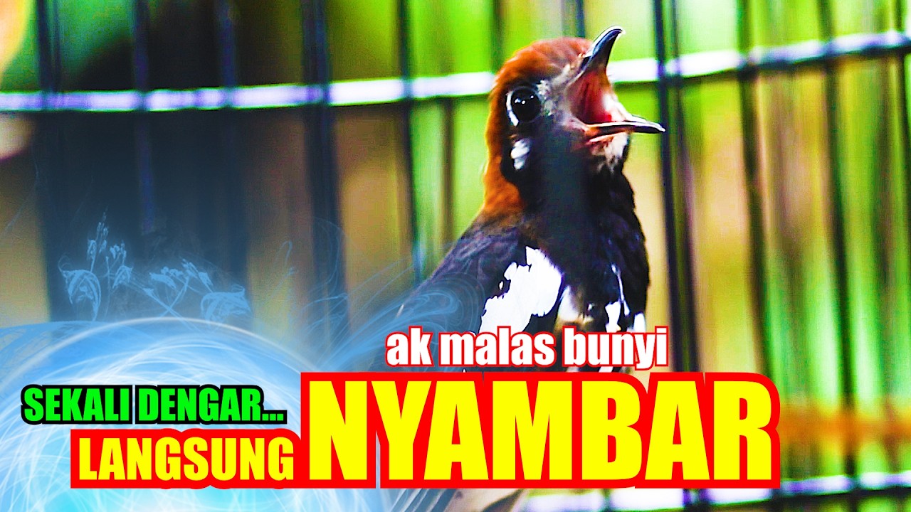 PASTI GACOR, PANCINGAN ANIS KEMBANG NGERIWIK AGAR CEPAT NGEPLONG