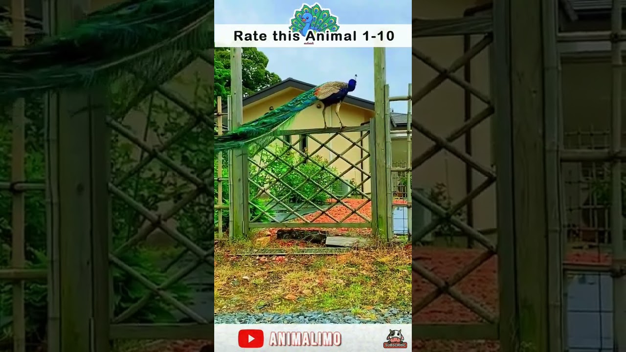 Peacock Plumes: Nature's Masterpiece | 