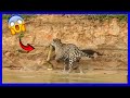 Jaguar ataca anaconda en el río