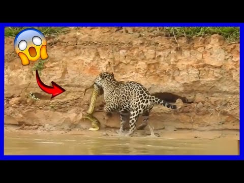 Jaguar ataca anaconda en el río