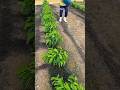 Pruning dan Perawatan Kopi Arabika #farming #agrikultur #automobile #teknikpertanian #satisfying