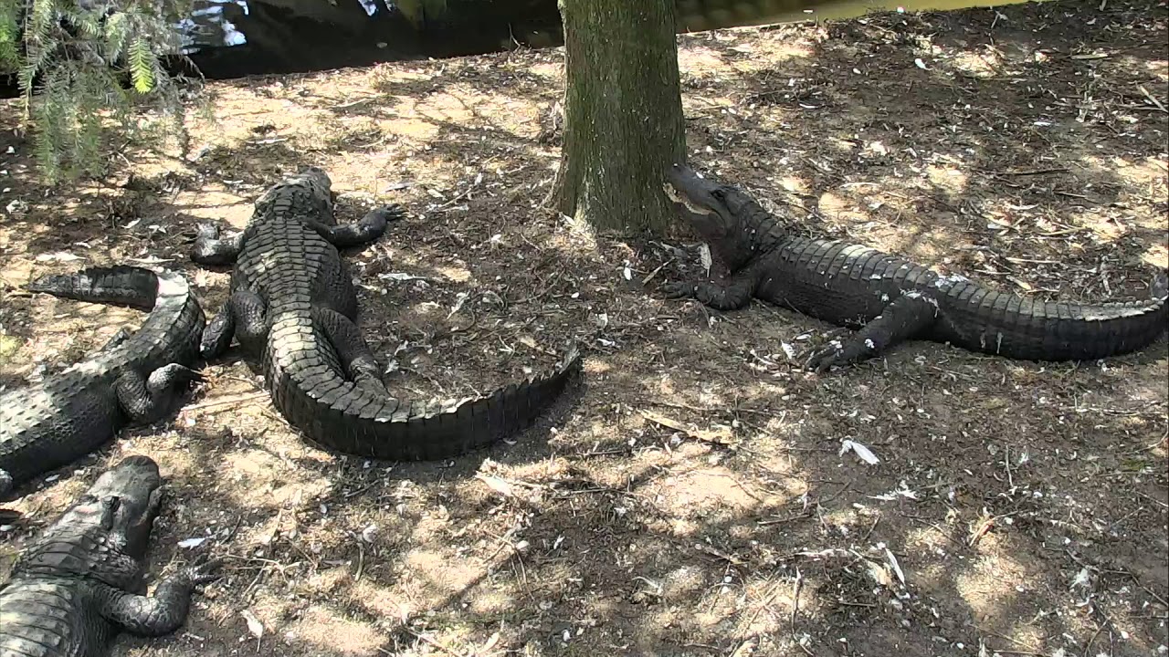 storksak bugaboo Alligator Swamp and Spoonbills Cam 09-14-2018 10:25:00 - 11:25:01