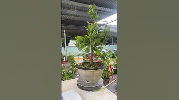 Cây Cảnh 2023 Giá 89K #shorts