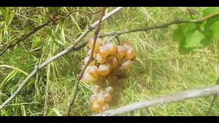 Ripe grapes in an abandoned vineyards