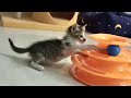 Tiny And Blind Kitten Found Inside The Box. Episode 2