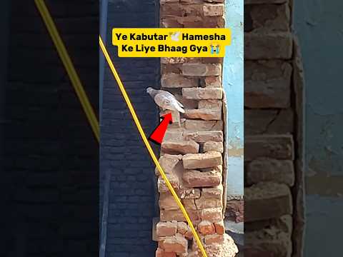 Ye Kabutar🕊️Hamesha Ke Liye 😰 Bhaag Gya😭|| #shorts #viral #minivlog #trending