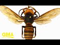 Murder hornets that decimate bee populations arrive in US l GMA