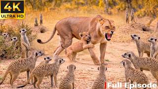 Ultimate Predators | Kingdom of the African Wild (FULL EPISODE) | Wildlife Documentary
