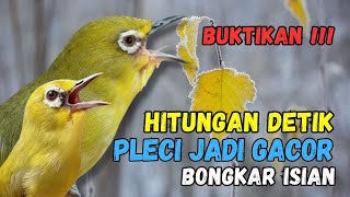 Pleci Bongkar Isian Pancingan Ampuh Bikin Pleci Cepat Gacor