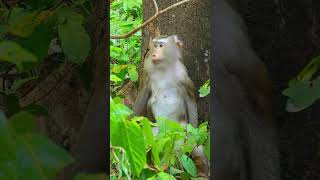 pitiful Libby is finding her baby #babymonkey