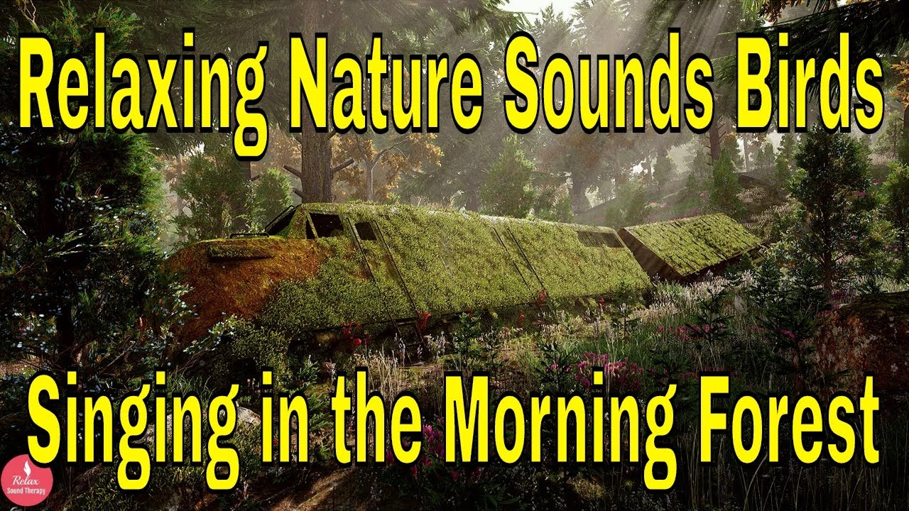 Relaxing Nature Sounds Birds Singing in the Morning Forest - YouTube