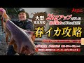 【2kg超に圧勝】春イカエギングで高い潜在能力を発揮!! 超細身&超軽量スローテーパーロッド ARES･レスターホープ800スローテーパープラス実釣レビュー〜