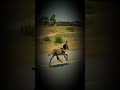 Cute baby Donkey #viral #travel #lifeisbutadream #duet