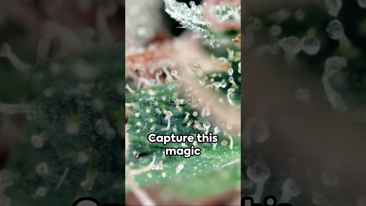 From Trichomes to Resin: A Quick Guide