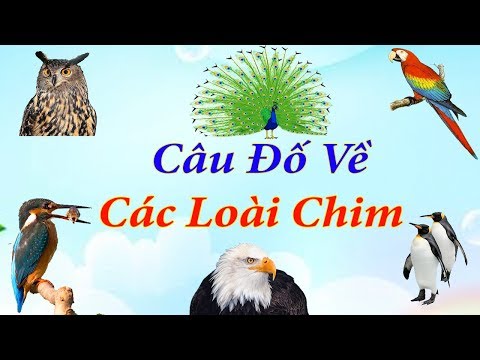 Câu Đố Hay Nhất Về Các Loài Chim