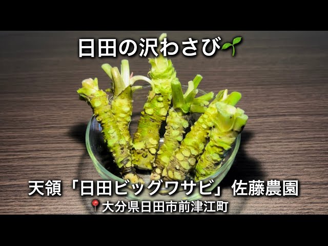大分県日田市津江地区のわさび】天領「日田ビッグワサビ」佐藤農園