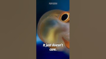 Goldfish Are Smarter Than You Think! 🐟 #goldfish