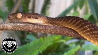 Celebrity Basic set up/ care: Brown tree snake Net Worth