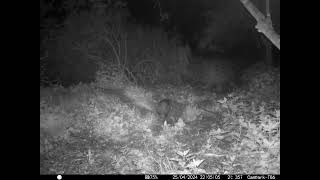 2 Young Badgers follow adult  in Cambs UK 25 April 2024 1105pm Trail Camera by Aviation Videos & Wildlife FULL HD 6 views 3 days ago 31 seconds