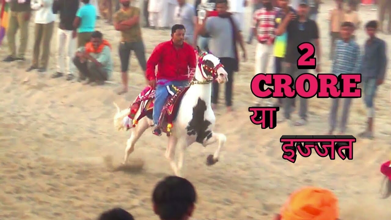 ताकी THE STUNNING TAKKI AGAIN IN BALOTRA TILWARA HORSE FAIR