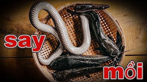 bắt được Rắn Hổ hành hầm măng " Sương Sương " ngày mưa | Gấc Quê #152