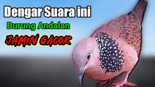 Download lagu SUARA BURUNG TEKUKUR GACOR merdu Pas untuk Pikat & Pancingan TEKUKUR Andalan Jamin Gacor