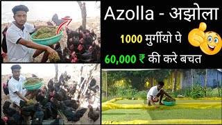 Azolla | अजोला - अझोला | अजोला घास की पूरी जानकारी | Azolla farming for poultry | Poultrywala |