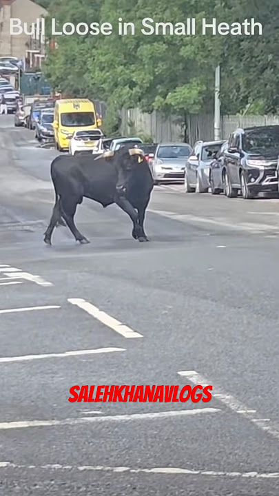 When your uncle said he will do the qurbani 🤣 #qurbani #madness #smallheath