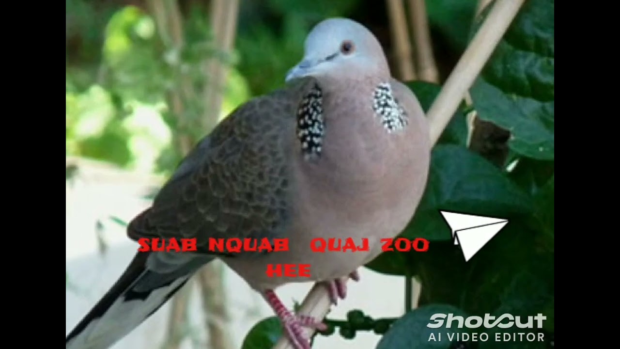 suab nquab quaj zoo