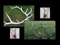 DIY Antler Repair and Restoration - Broken Tines & 30 Years of Weather Damage