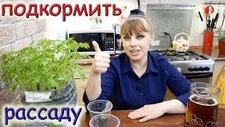 СУПЕР ПОДКОРМКА для РАССАДЫ за БЕСПЛАТНО 