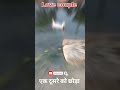 Ducks love couples/#shorts/@handcraft on YouTube #shorts