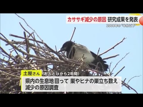 カササギが2008年の“半分以下”に... 原因は都市化に加えカラス増加か【佐賀県】 (26/03/05 18:21)