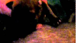 Gladius Staffordshire Bull Terrier Puppies At 4 Days