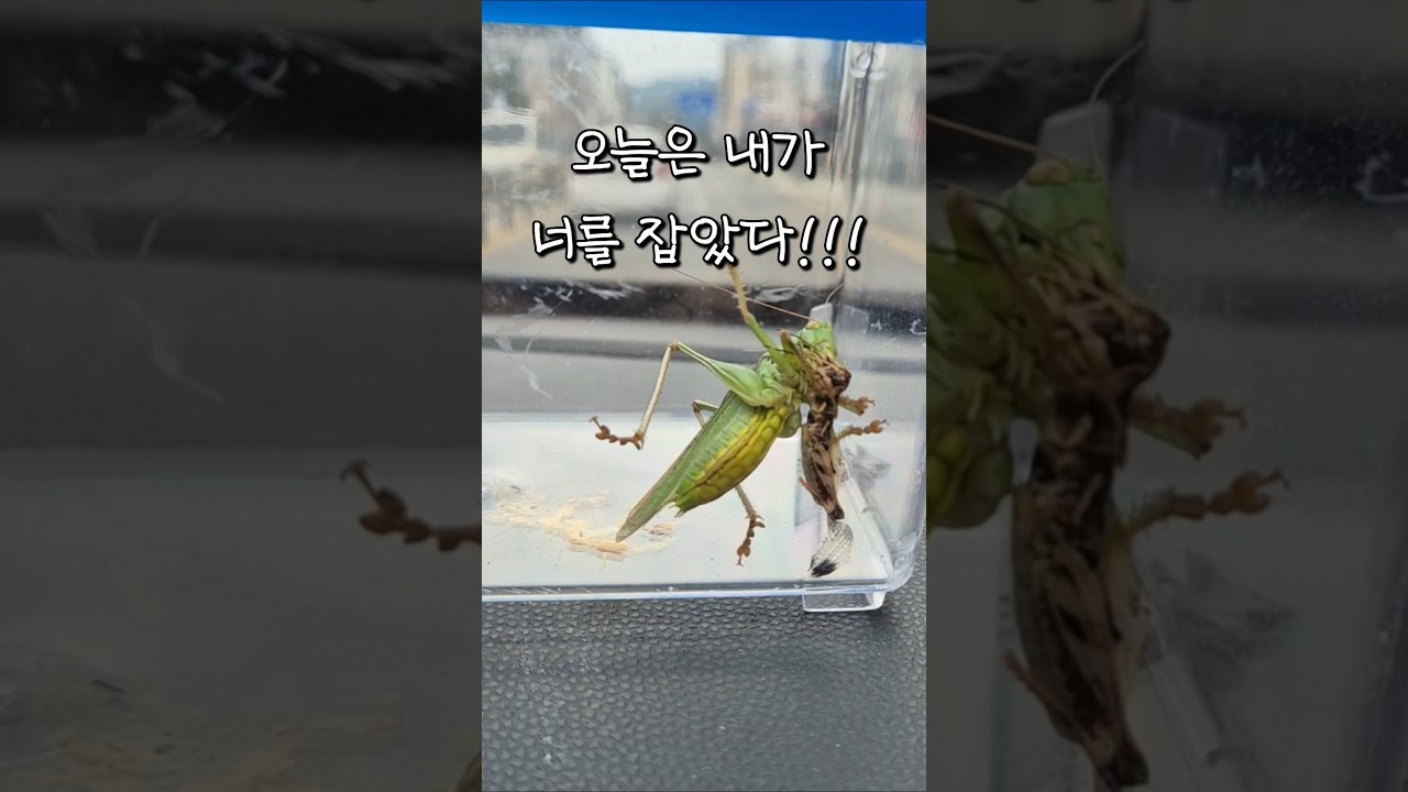 오늘 내가 잡은 곤충은?? #제발돼라 #곤충 #곤충키우기 #베짱이 #여치