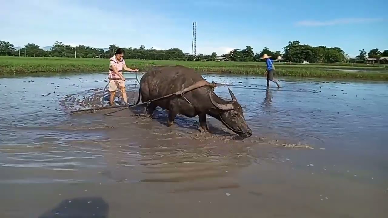 CARABAO | WATER BUFFALO | PADDY FIELD LEVELLING #viral #trending #animals #pets #agriculture 