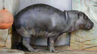 コビトカバのウンコ Pygmy Hippo Pooping