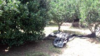 DSCF3892.AVI