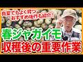 家庭菜園や農園の春ジャガイモ栽培で収穫後の重要作業！おすすめ後作5選と春ジャガイモの育て方！【農家直伝】