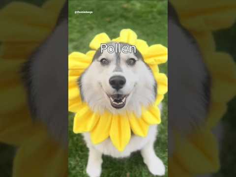 Die Dawgs sind allergisch #lustig #witzig #funny #tiere #animals #meme #lachen #happy #2homiedawgs